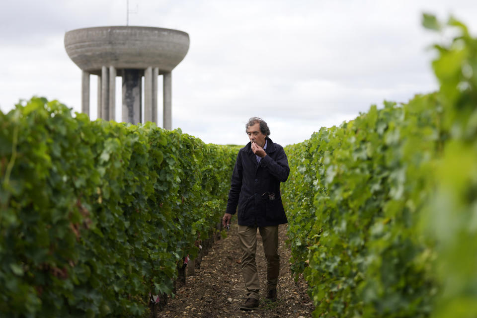 Laurent Lebrun, director of the Château Olivier estate, goes through the vineyards to taste grapes from various areas and decide when harvesting is needed, in Leognan, south of Bordeaux, southwestern France, Monday, Aug. 22, 2022. The consequences of global warming are now part of daily life for vintners, Lebrun said, noting the speed of the changes. (AP Photo/Francois Mori)