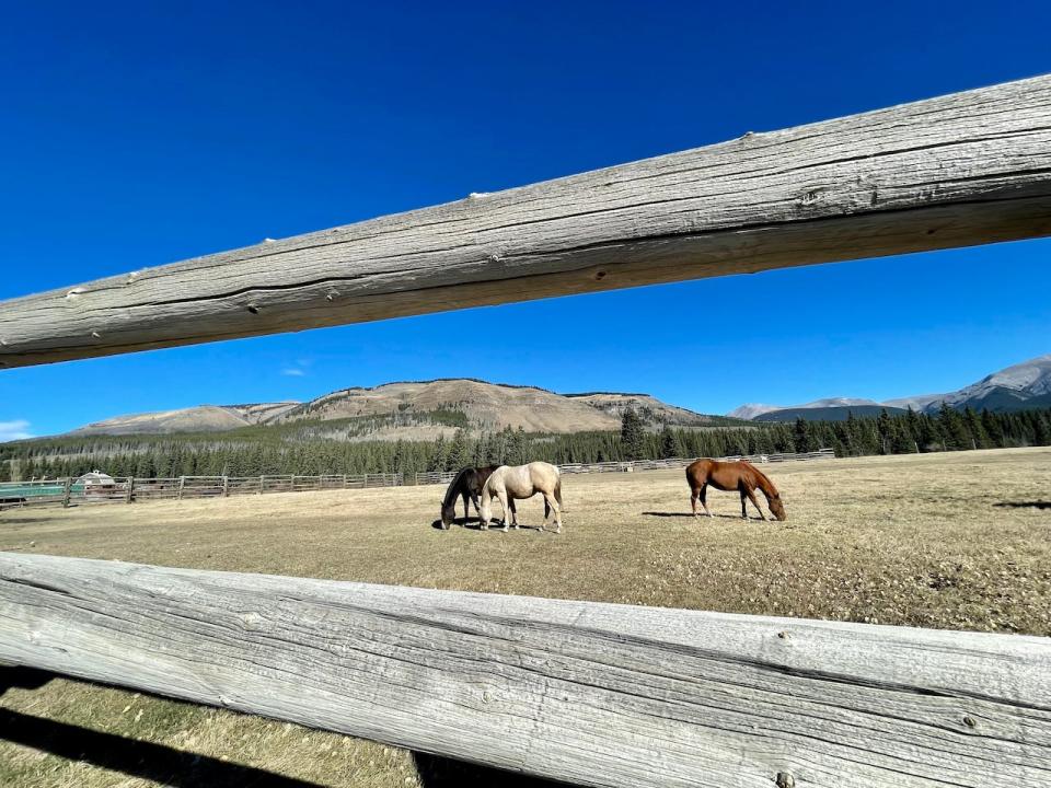 Horses grazes at Ya Ha Tinda Ranch about 150 kilometres northwest of Calgary. RCMP say a horse was shot at the ranch this week. 