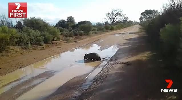 The discovery of a limping wombat on a nearby road tipped off animal advocates. Photo: 7 News