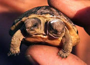 A two-headed young tortoise is held by its owner, Noel Daniels, in Wellington, South Africa, Wednesday, May 28, 2003. Daniels says that the tortoise does all the things a normal tortoise does and that the rare phenomena occurs during the embryonic stage of development. (AP Photo/Obed Zilwa)