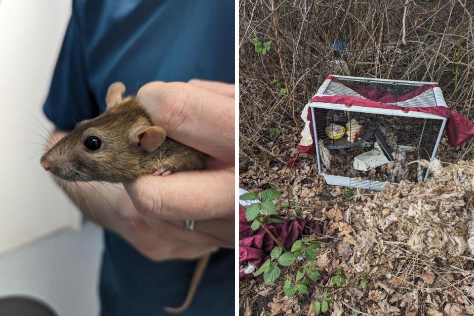 The RSPCA were alerted to four female rats abandoned in a cage last weekend. <i>(Image: RSPCA)</i>