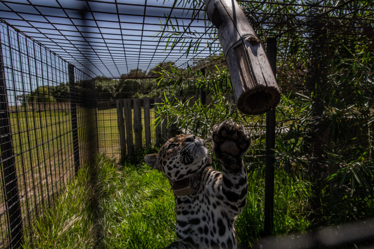 Los miembros de un proyecto de conservación en Argentina esperan poder liberar completamente a los primeros jaguares a fines de este año o principios de 2021. (Victor Moriyama/The New York Times)