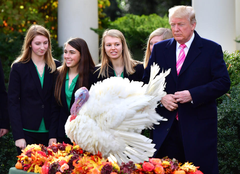 Der amtierende US-Präsident begnadigt jedes Jahr zu Thanksgiving zwei Truthähne. (Bild: ddp images/Newscom)