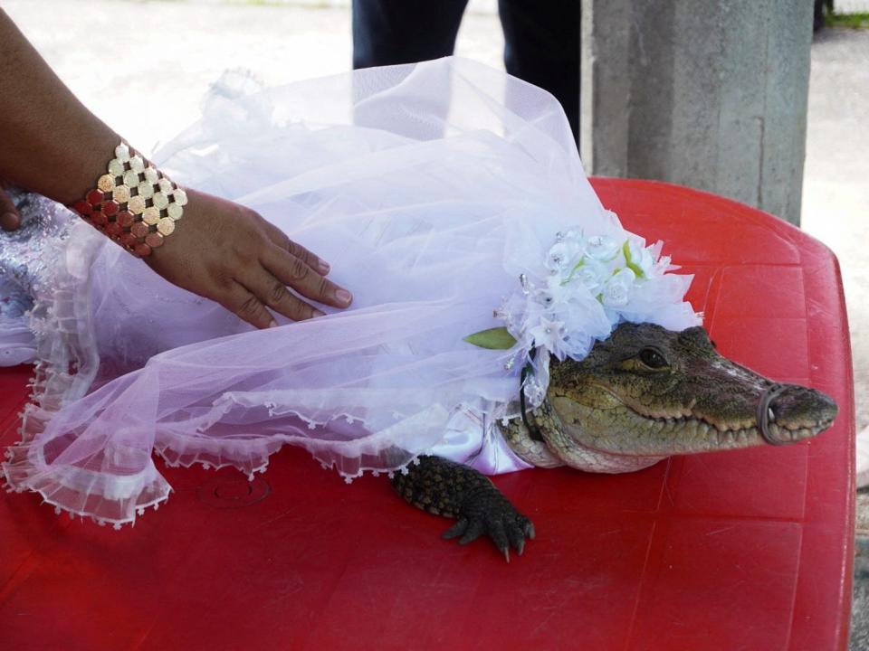 A woman touches a seven-year-old alligator dressed as bride for a traditional ritual marriage, likely dates back centuries to pre-Hispanic times, between the San Pedro Huamelula Mayor Victor Hugo Sosa and the reptile that depicts a princess, as a prayer to plead for nature's bounty, in San Pedro Huamelula, in Oaxaca state, Mexico June 30, 2022. REUTERS/Jose de Jesus Cortes