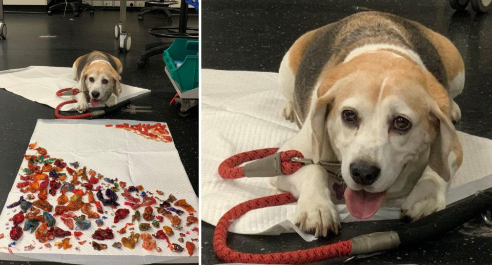 A dog lying next to piles of chocolate wrappers (left) and a close up of the dog (right).