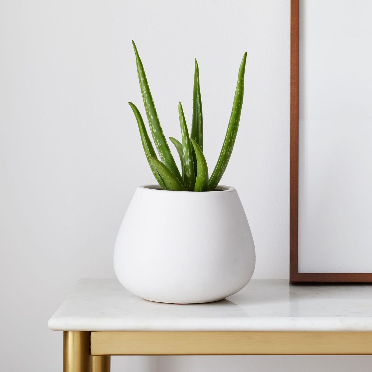 <p><a href="https://go.redirectingat.com?id=74968X1596630&url=https%3A%2F%2Fwww.westelm.com%2Fproducts%2Flive-aloe-vera-plant-d10289&sref=https%3A%2F%2Fwww.elledecor.com%2Fshopping%2Fhome-accessories%2Fg60843307%2Fbest-plants-for-bedroom%2F" rel="nofollow noopener" target="_blank" data-ylk="slk:Shop Now;elm:context_link;itc:0;sec:content-canvas" class="link rapid-noclick-resp">Shop Now</a></p><p>Aloe Vera (Aloe barbadensis miller)</p><p>westelm.com</p><p>$29.00</p><span class="copyright">West Elm</span>