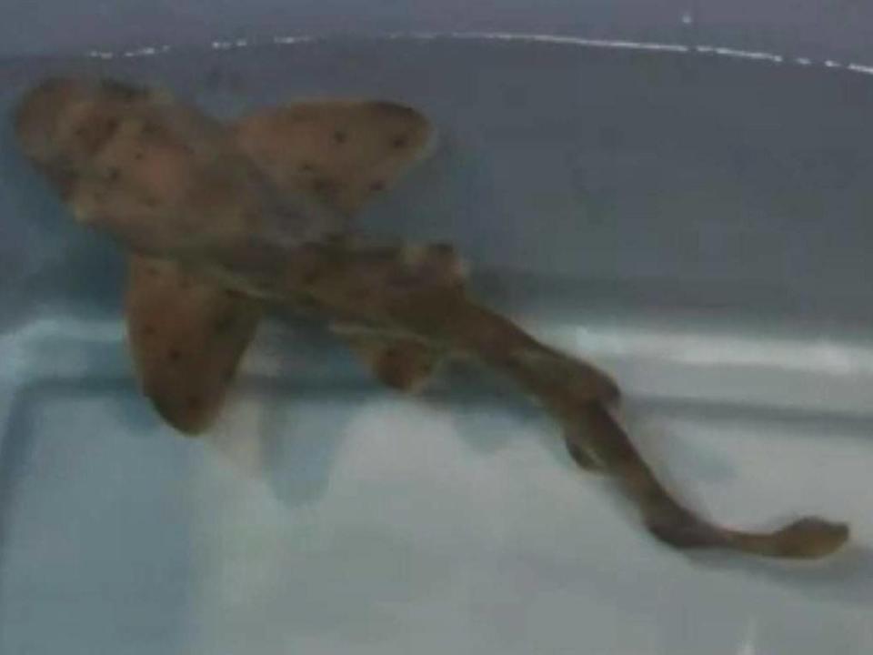 Miss Helen, the horn shark stolen from a San Antonio aquarium, was returned safely (CNN/KSAT)