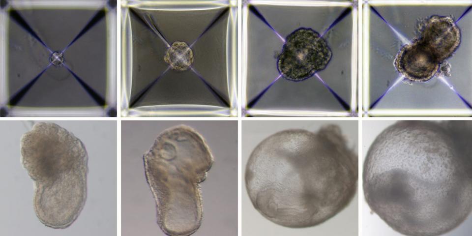 Synthetic embryos are shown growing in a dish