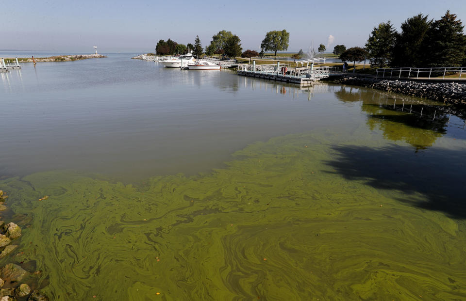 (FOTOS) La invasión de algas malolientes y tóxicas que amenaza las aguas de EEUU