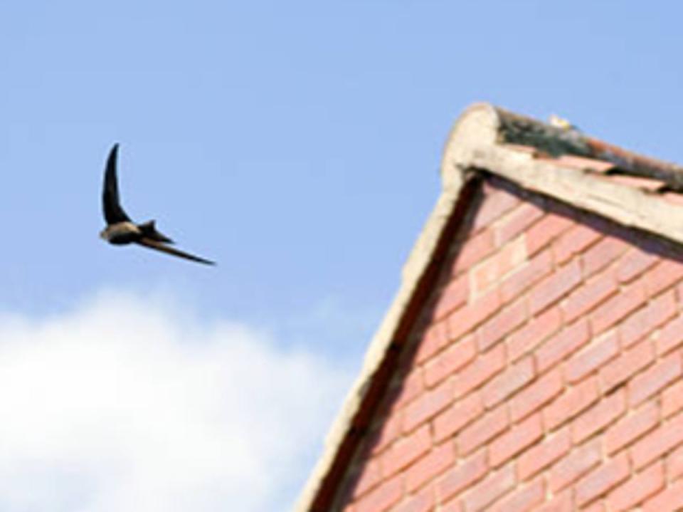 Conservationists say nesting sites are being increasingly blocked off by insulation and house improvements (Getty Images)