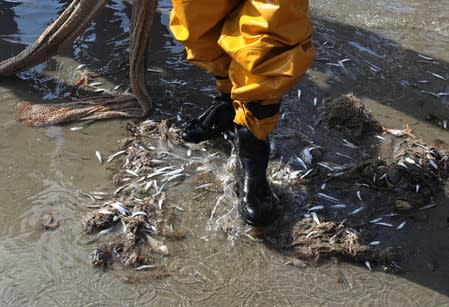 A Belgian shrimp fisherman searches for shrimps among fishes in the coastal town of Oostduinkerke