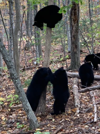 Black bear cubs interact at the Kilham Bear Center in Lyme, NH