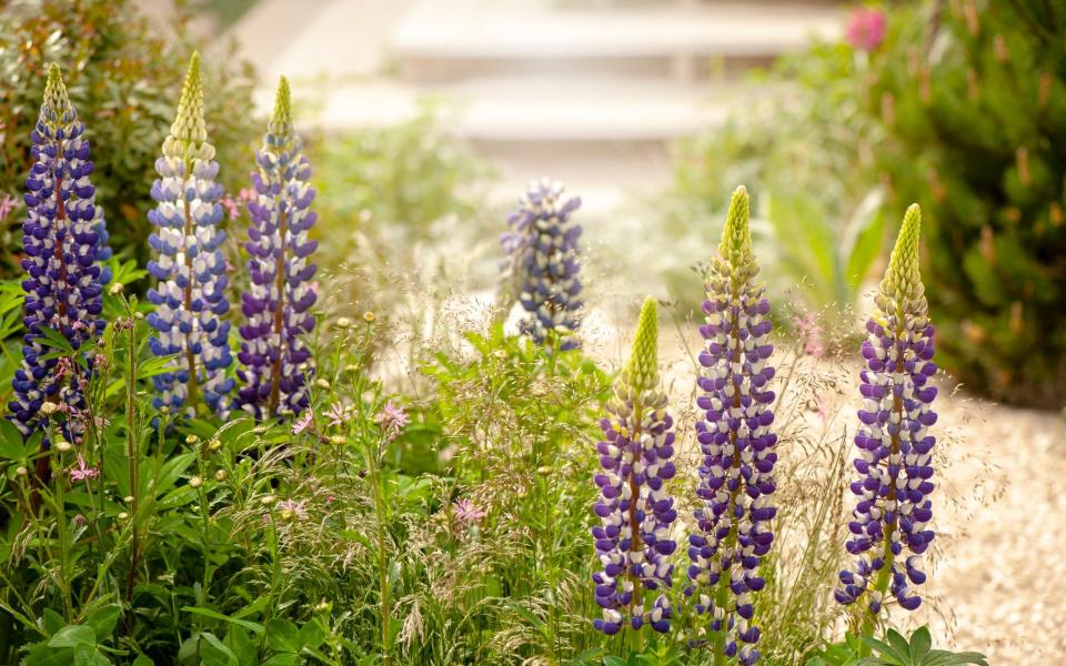 Lupins respond quickly to aggressive pruning and can give another flush of flowers - Getty Images 