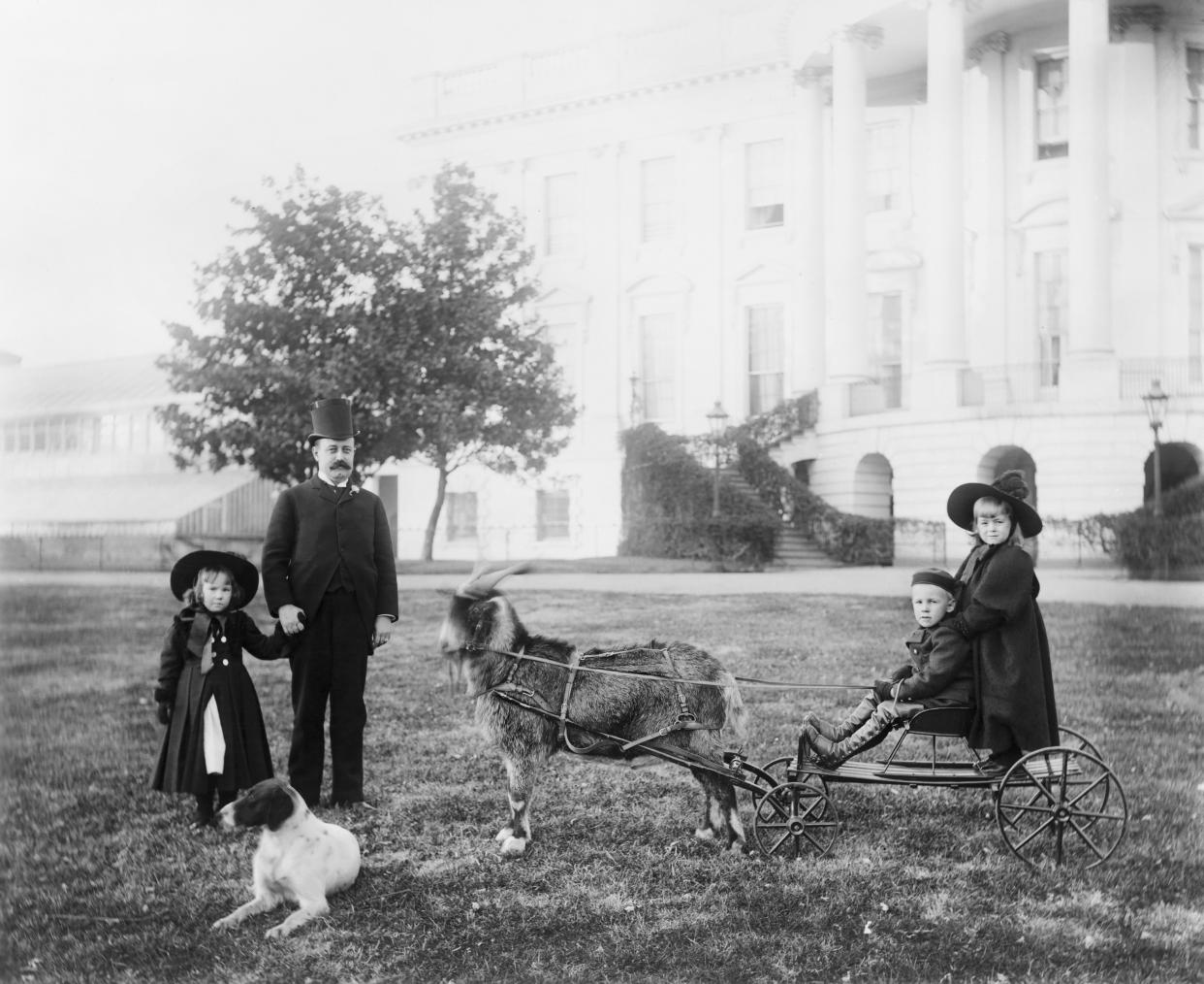 Major Russell Harrison, son of President Benjamin Harrison, with his and nephew and niece on a cart pulled by the presidential pet goat "Whiskers" at the White House, Washington DC, between 1889 and 1893. (Getty Images)