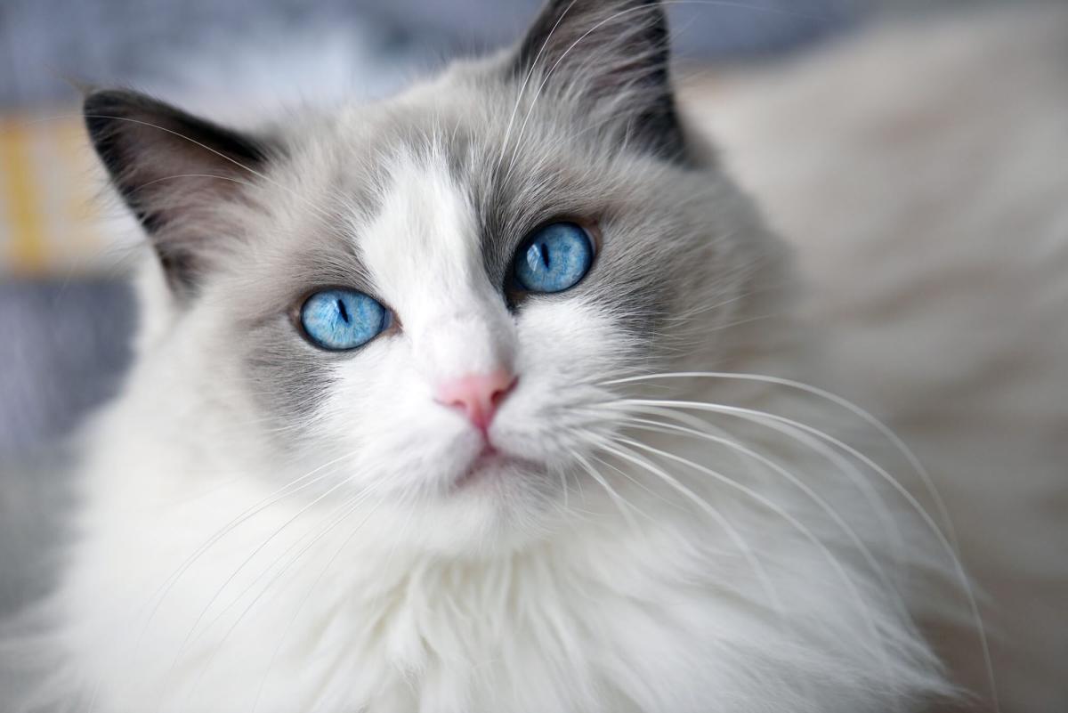 Why is a Ragdoll the Best Cat for Allergies