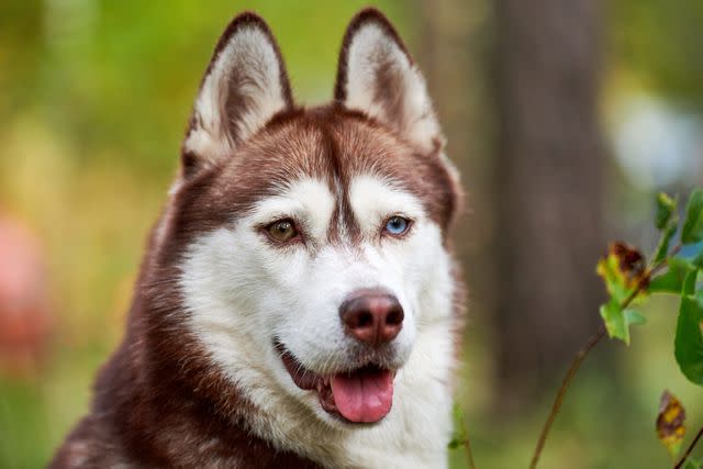 TRAVELARIUM / Getty Images Siberian Huskies can have two different colored eyes.