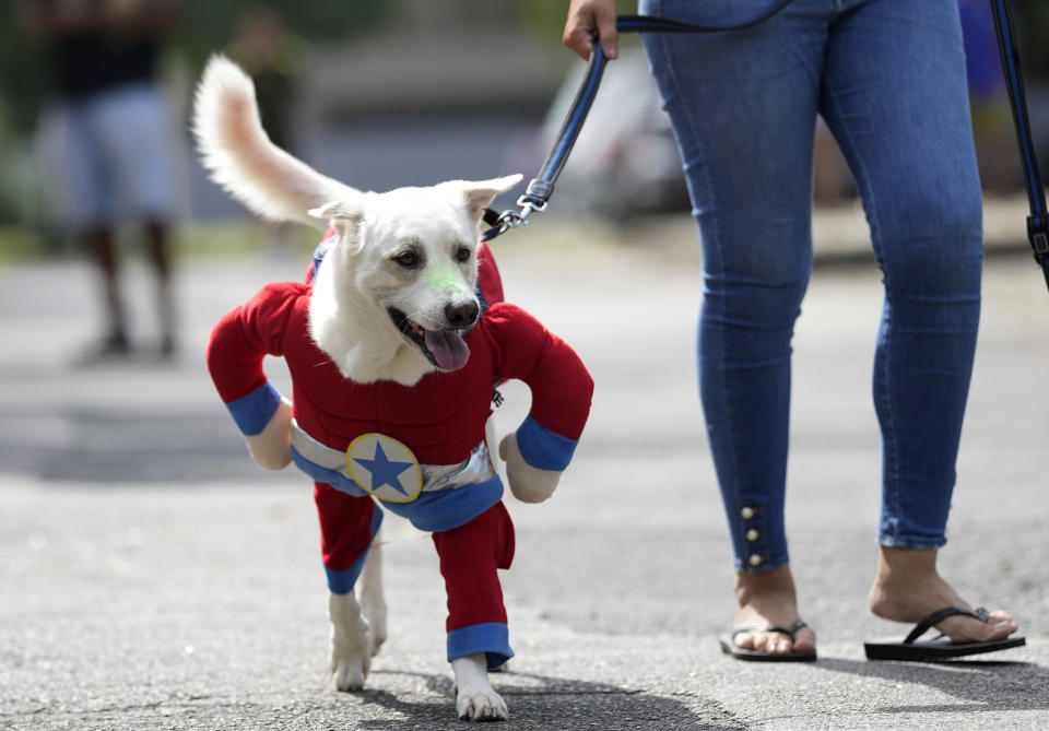 A dog wearing a Captain America costume, walks on a leash at the "Blocao" dog carnival parade in Rio de Janeiro, Brazil, Saturday, Feb. 18, 2023. (AP Photo/Silvia Izquierdo)
