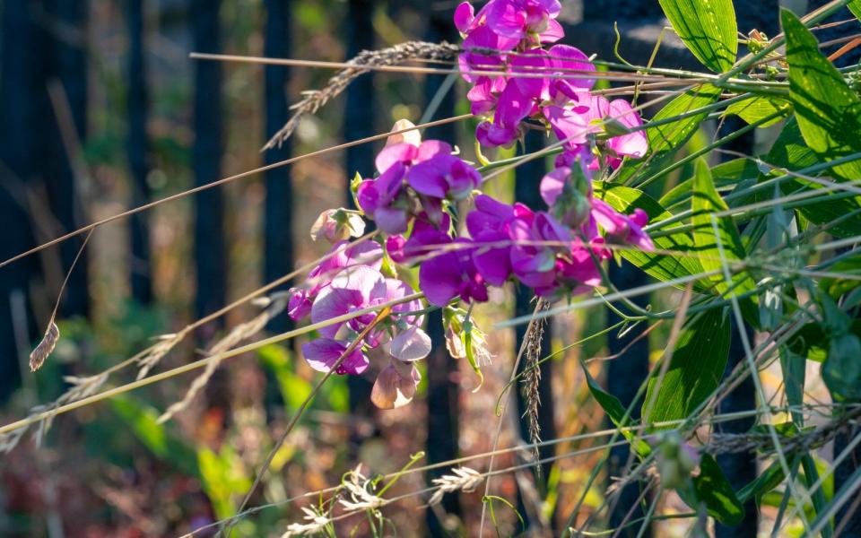 Sweet peas -  Andrew Crowley