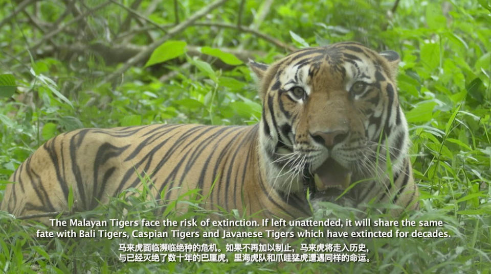 The Malayan Tiger: It’s Now or Never!’ highlights the challenges of protecting the endangered species that are on the verge of extinction. — Picture courtesy of Taylor’s University