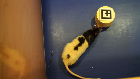 A lab rat follows a small, human-controlled robot. Jelly in a tray attached to the robot entices the rat to follow the bot.