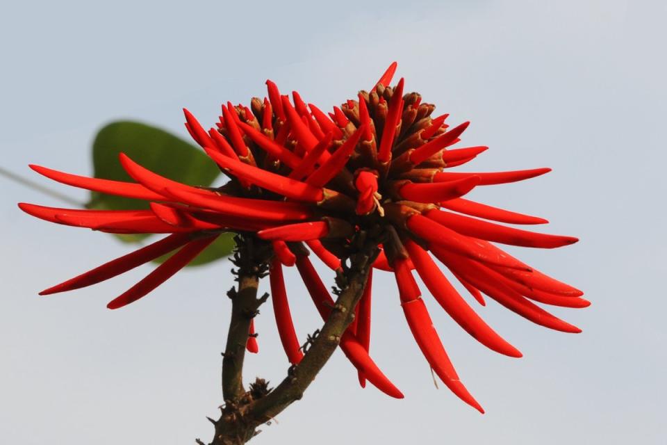 Flor de colorín que es usada dentro de la comida mexicana.