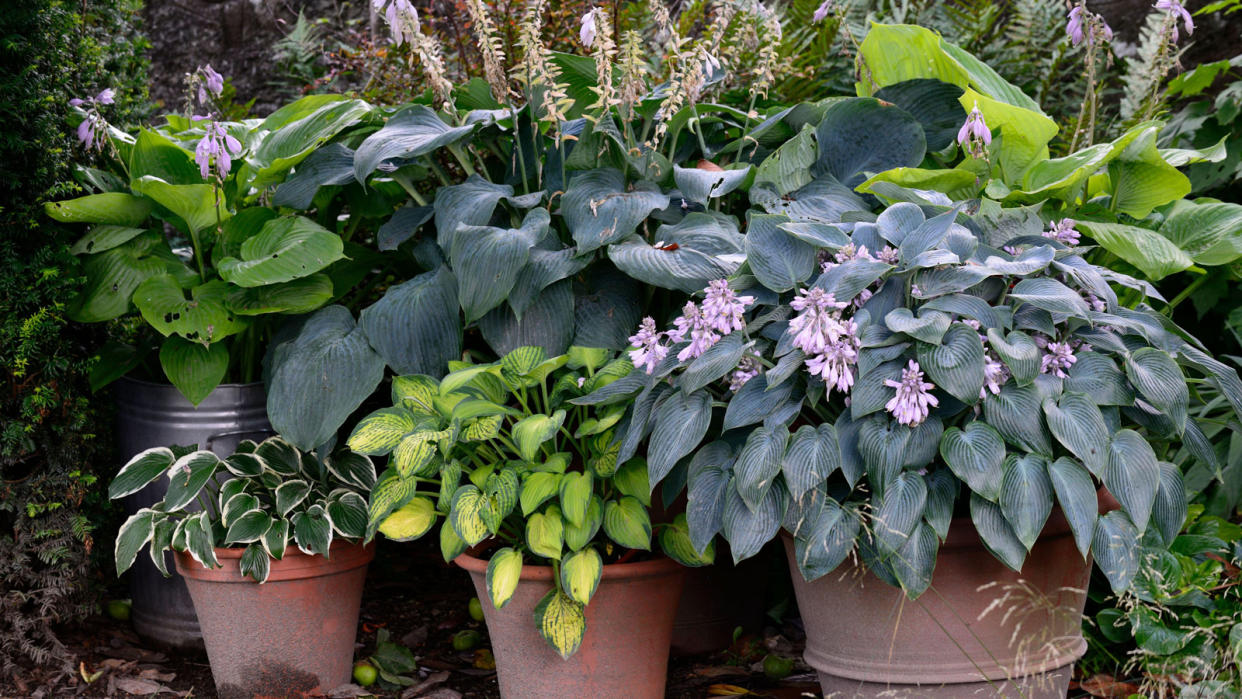  pots of hostas in garden 