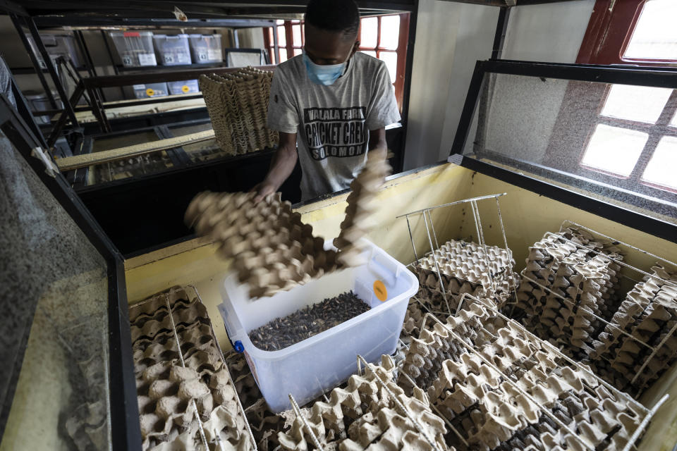 A staff worker harvesting mature adult crickets at Valala Farms in Antananarivo, Madagascar on Nov. 20, 2019.<span class="copyright">Andy Isaacson</span>