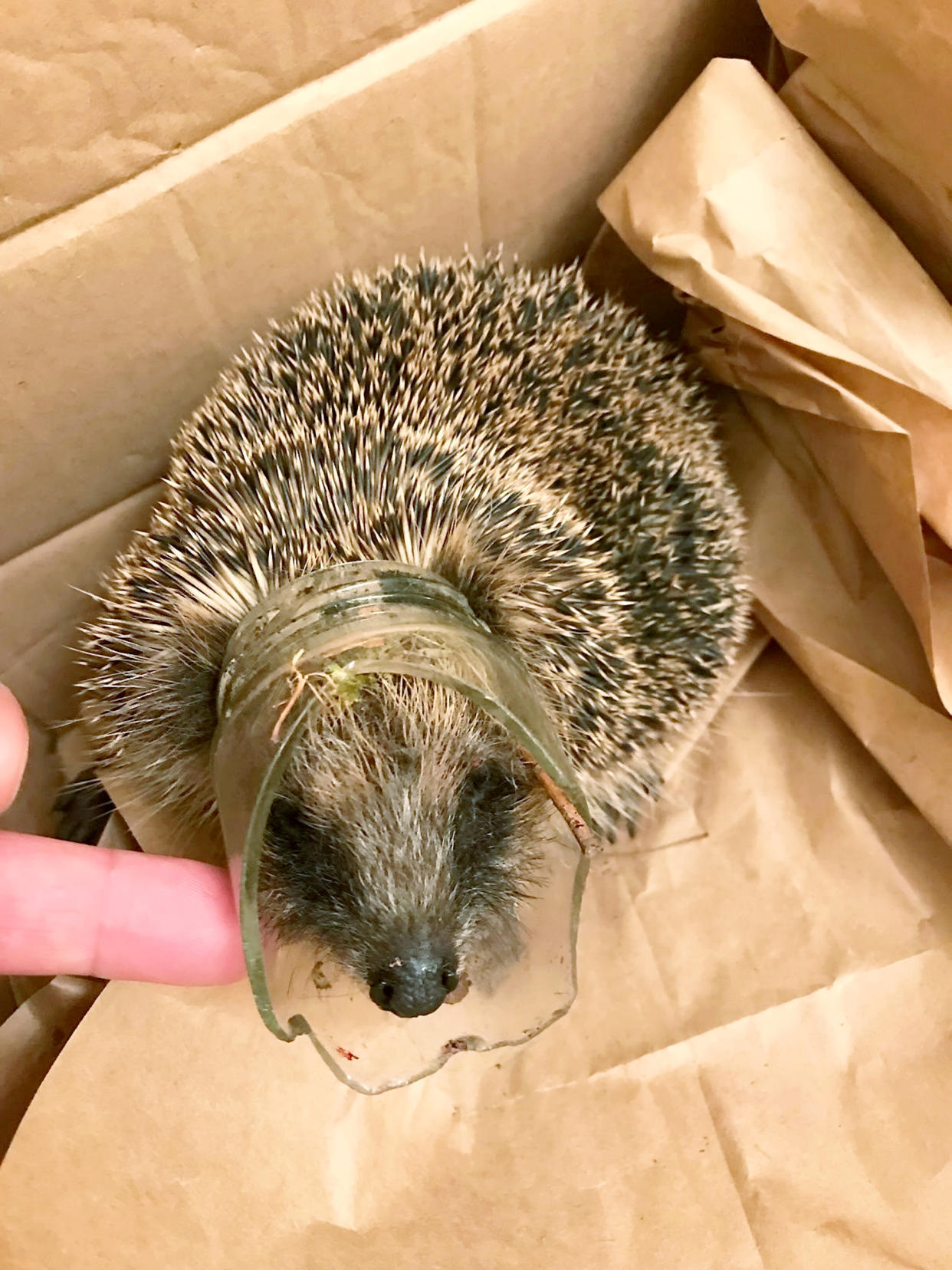 <em>Lucky – fortunately the hedgehog was spotted by a member of the public and saved (Picture: SWNS)</em>