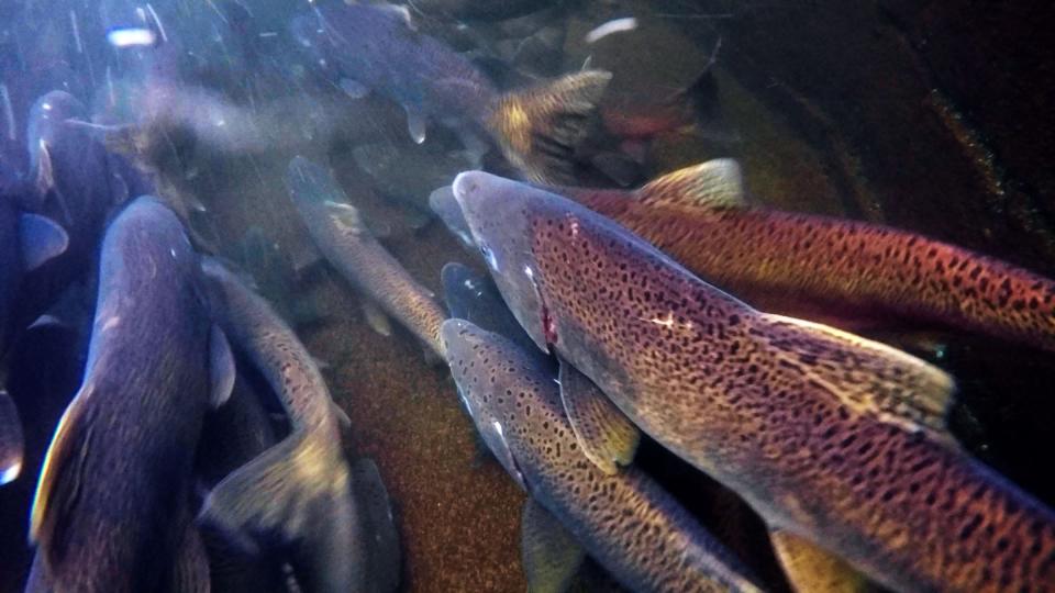 Chinook salmon swim in a holding pond at the Leaburg Fish Hatchery on the McKenzie River.