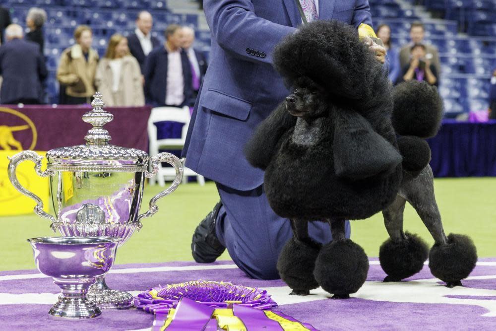 Sage the Miniature Poodle, winner of Best In Show, poses for photographers during the 148th annual Westminster Kennel Club Dog Show being held at the USTA Billie Jean King National Tennis Center in Flushing Meadows in the Queens borough of New York, New York, USA, 14 May 2024.