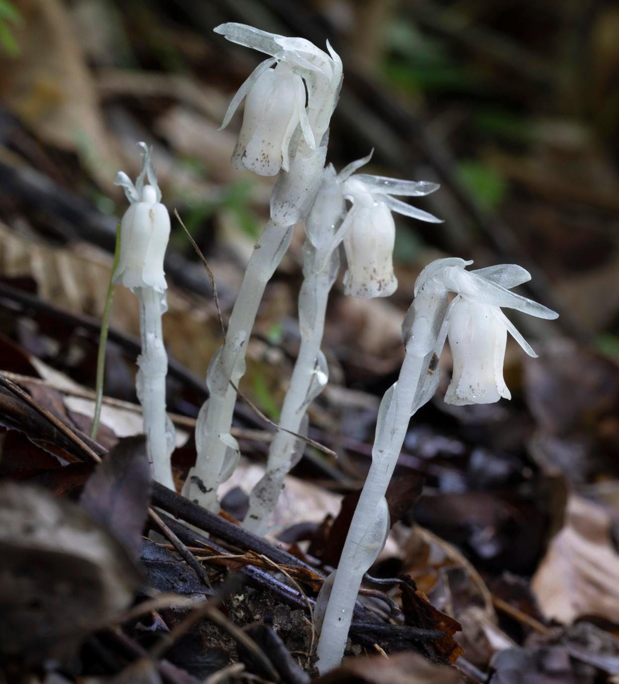 Ghost pipe springs from forest leaf litter.