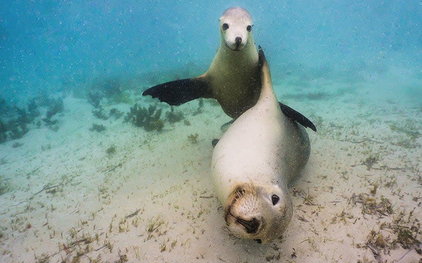 South Australia's sea lions are some of the rarest pinnipeds in the world - David Edgar