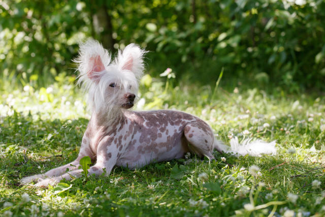 13 Hypoallergenic Dog Breeds Suitable For Allergy Sufferers