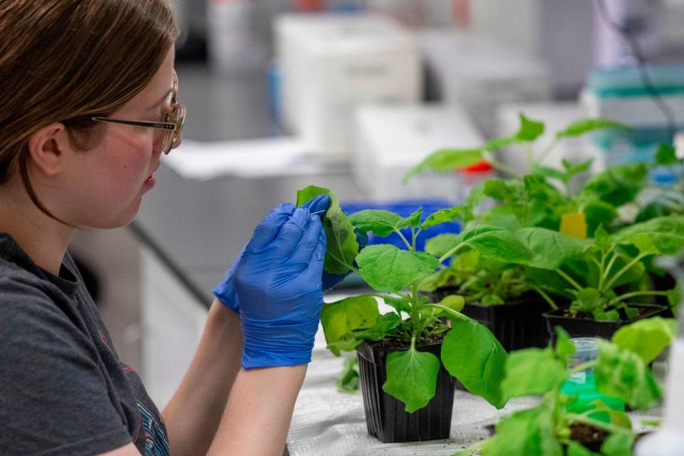 Alyssa Stoner inoculates a tobacco plant at Pairwise in Research Triangle Park.