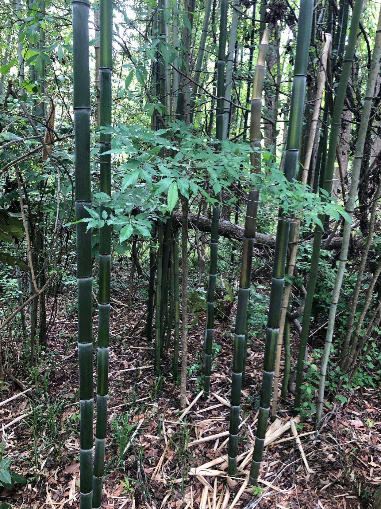 Athens-Clarke County commissioners look to update an ordinance that adds to its list of invasive plant species, including bamboo.