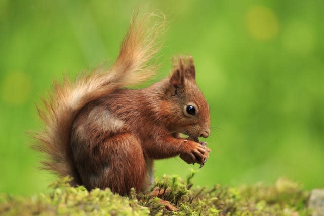 Red Squirrel Week: How can you help?