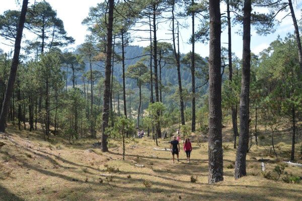 Bosque de Pinus hartwegii, municipio de Isidro Fabela, Estado de México. (Foto: cortesía Víctor Ávila Akerberg)