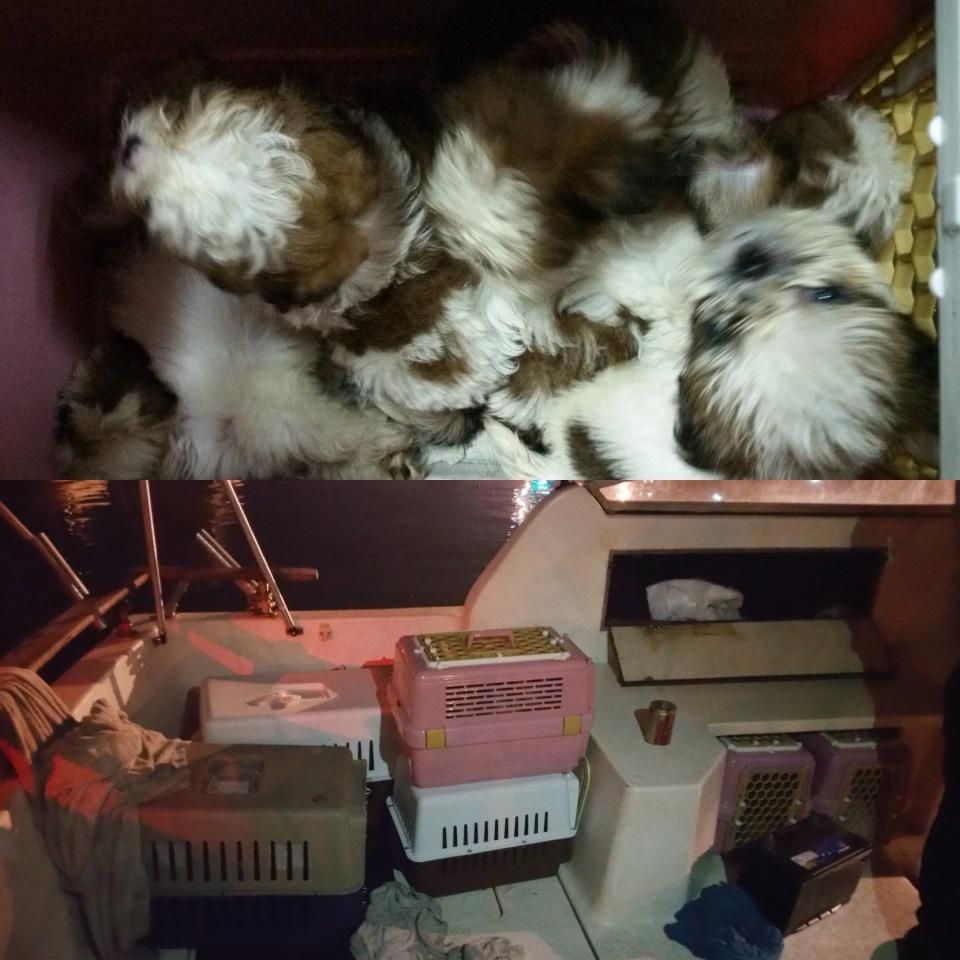 23 Puppies were smuggled in six carriers. (Photo: Singapore Food Agency Facebook page)