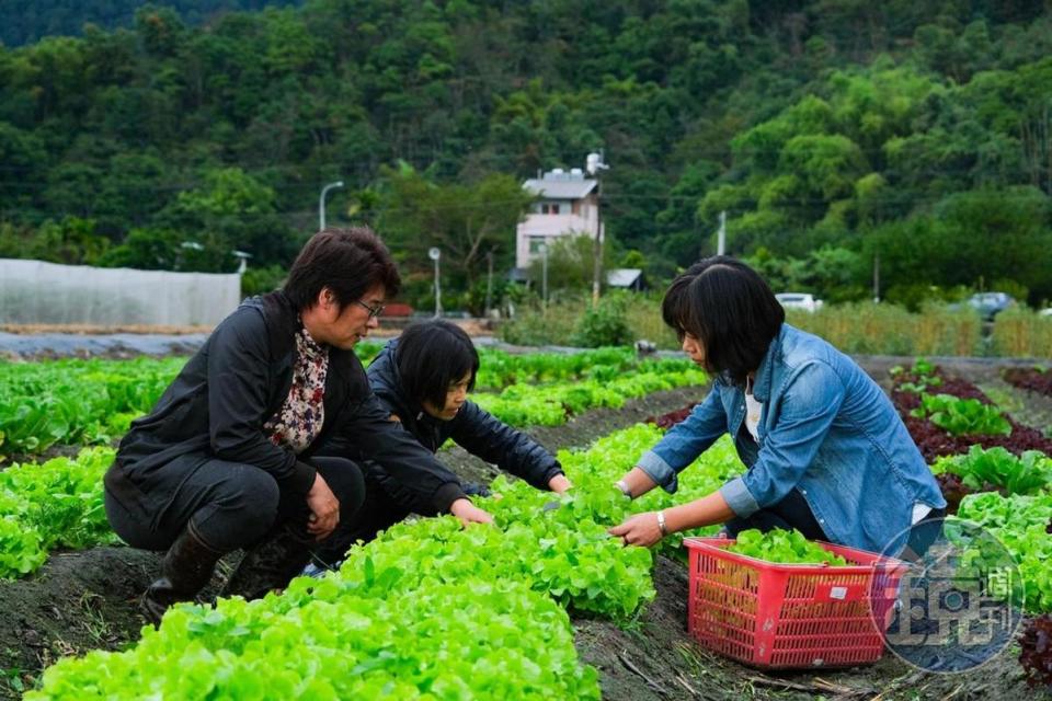 跟著農場主人林晏廷走入田間，體驗親手採摘蔬菜的樂趣。