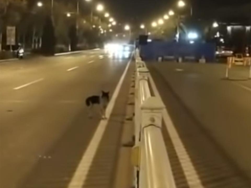 The dog has been seen waiting by the road in Inner Mongolia: Screengrab/Youtube/pearvideo