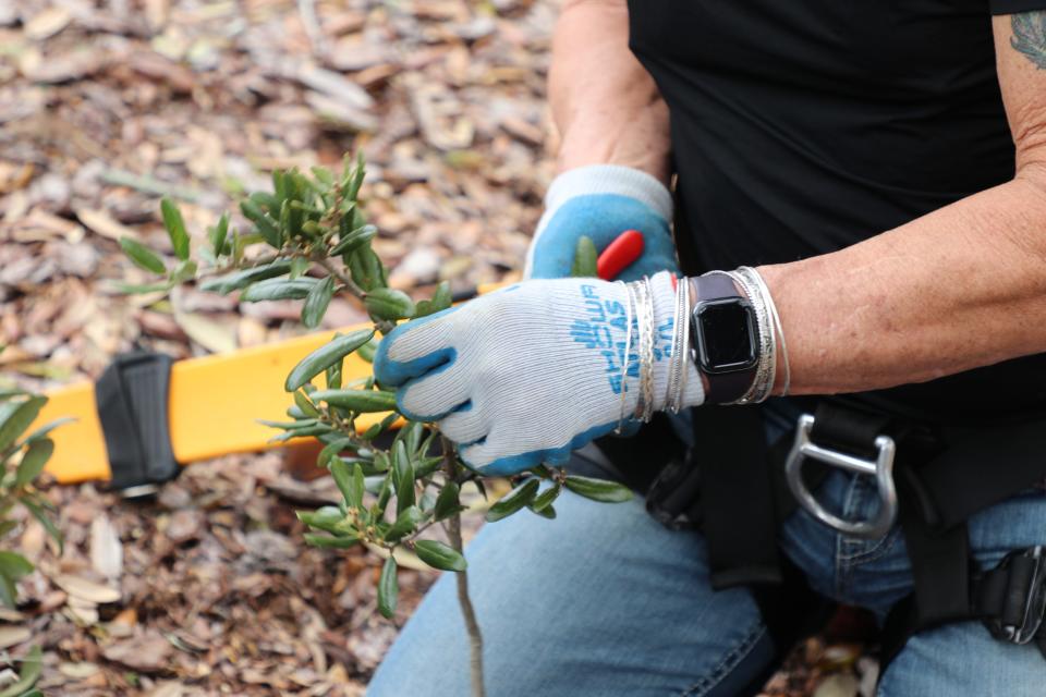 A member of the nonprofit Archangel Ancient Tree Archive cutting a sample of "Big Tree," a more than 400-year-old southern live oak in Orlando, Fla., in order to eventually clone the massive tree and have it replanted in its native environment.