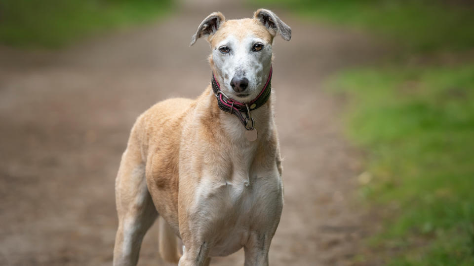 Lurcher on a walk