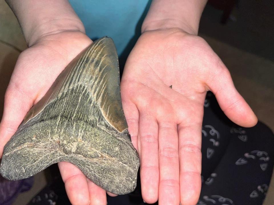 Molly Sampson, 9, was on a Christmas Day visit to Calvert Beach in Maryland, when she found a 5-inch tooth belonging to the now-extinct Otodus megalodon shark species.