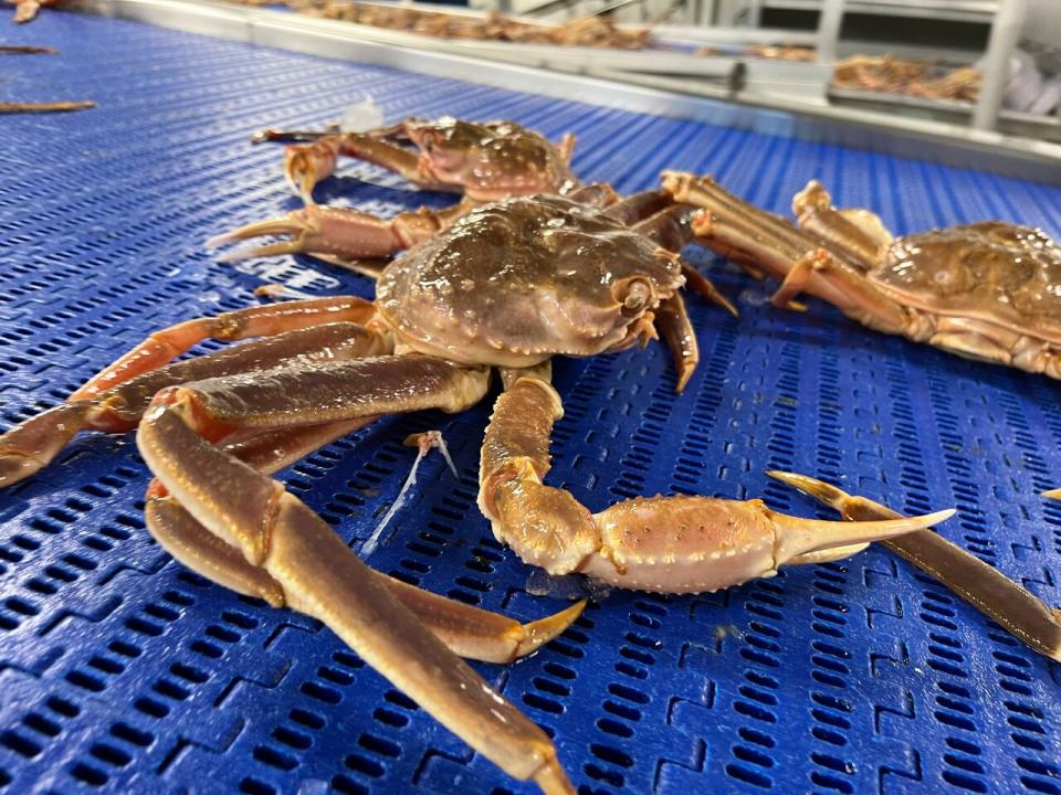 The processing line has been activated and snow crab is once again being produced at the Quilan Bros. Limited seafood plant in Bay de Verde.