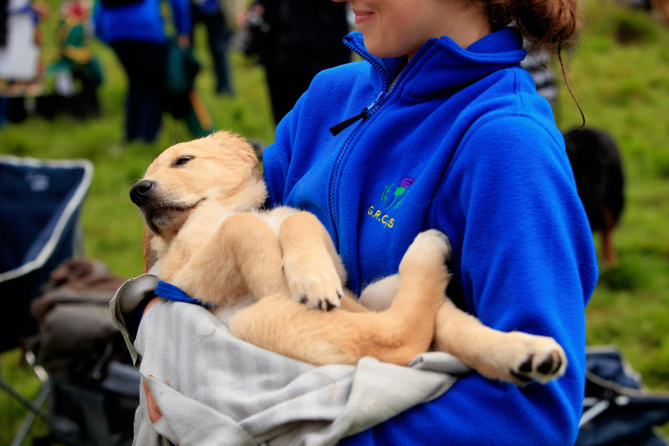 Dos perros que participaron en la Reunión Guisachan afuera de la oficina postal en el poblado de Tomich, Escocia, el 13 de julio de 2023, donde muchos asistentes se toman fotografías con una estatua de un “golden retriever”. (Roddy Mackay/The New York Times)