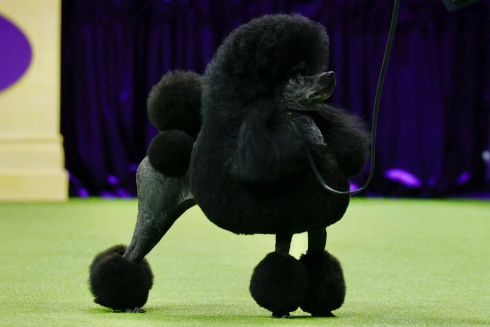 Sage stands before winning the Best in Show group KENA BETANCUR/AFP via Getty Images