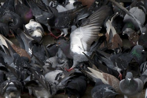 File photo shows pigeons eating on a street in Hong Kong. Hong Kong is particularly nervous about infectious diseases after an outbreak of the deadly respiratory disease SARS in 2003 killed 300 people in the city