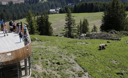 Visitors look at bear Napa at the Arosa Baerenland sanctuary in the mountain resort of Arosa