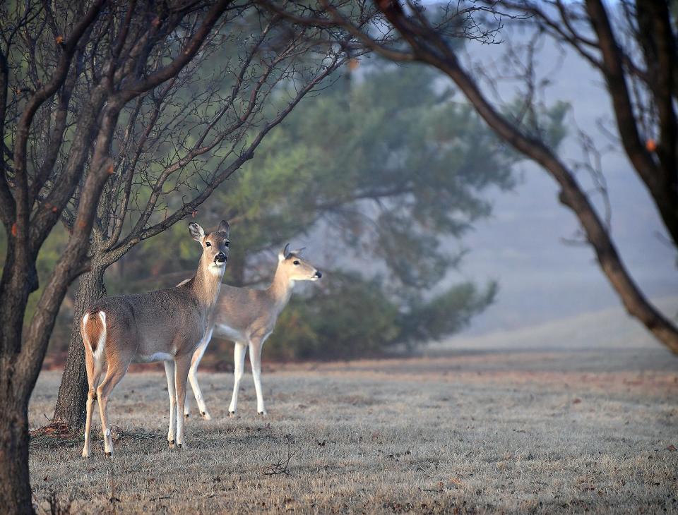 A pair of deer pause for a moment before bounding off into the fog near Lake Wichita Tuesday morning. 