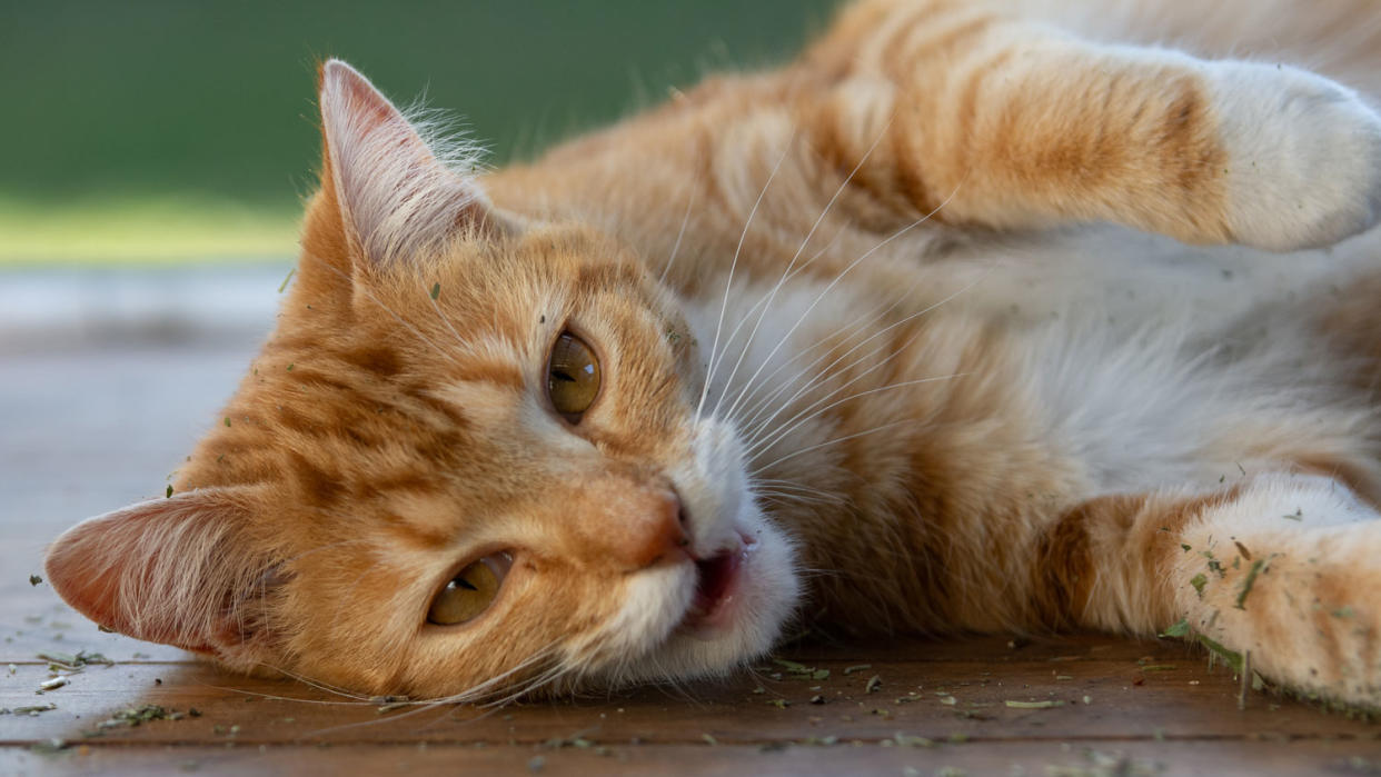  A ginger cat lying with some catnip, with its mouth open 